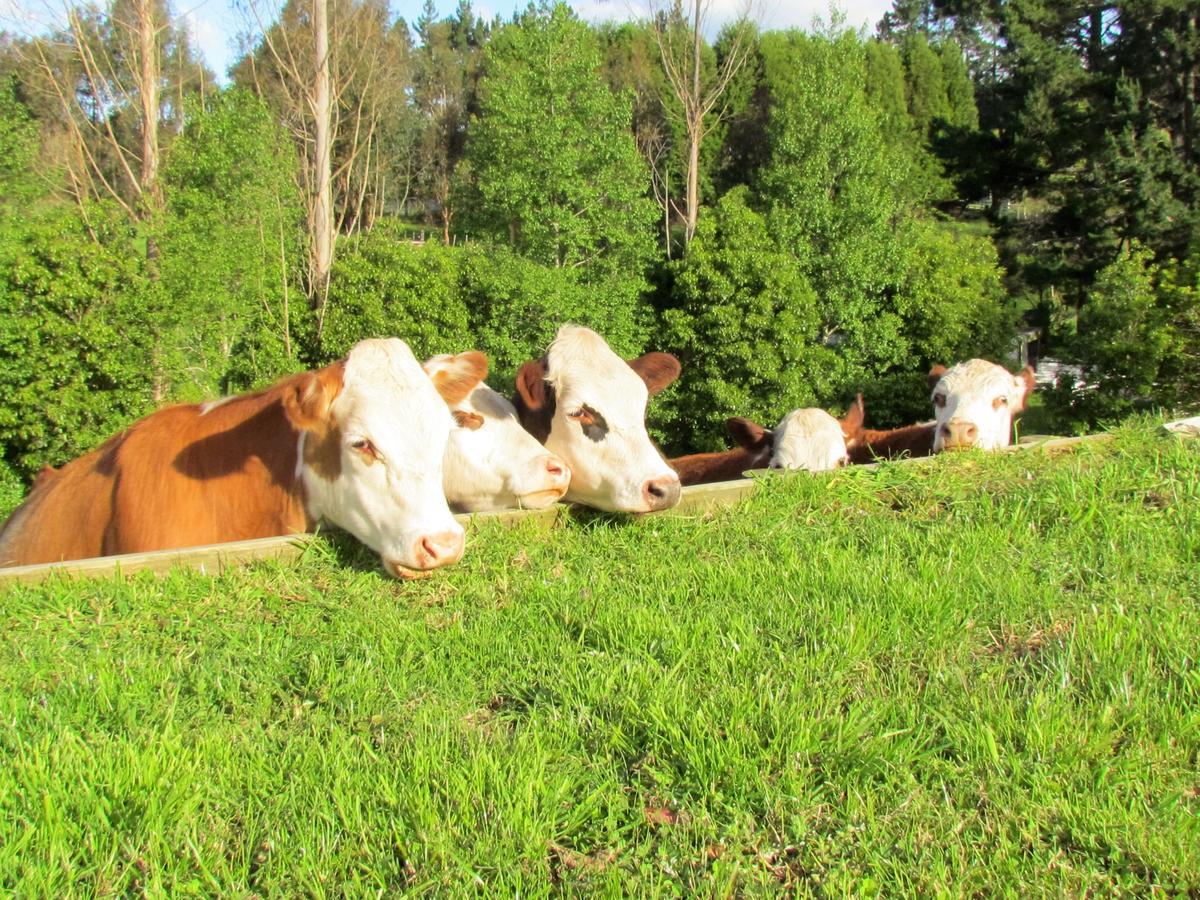 Rolling Hills Country Stay B&B Tauranga Zewnętrze zdjęcie