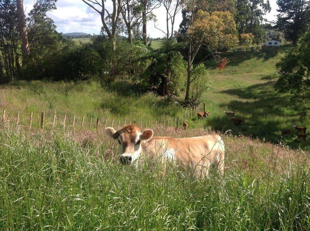 Rolling Hills Country Stay B&B Tauranga Zewnętrze zdjęcie